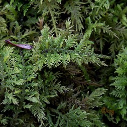 Thuidium delicatulum (delicate fern moss)
